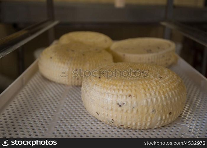 aging cheese heads. aging cheese heads closeup photo