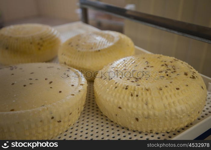 aging cheese heads. aging cheese heads closeup photo