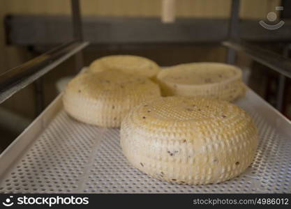 aging cheese heads. aging cheese heads with white and blue mold