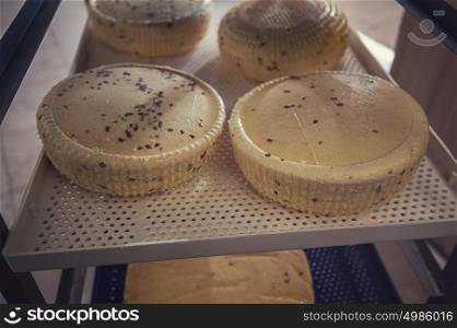 aging cheese heads. aging cheese heads with white and blue mold