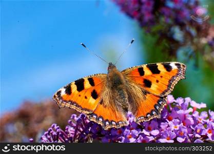 Aglais urticae butterfly