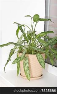 aglaonema ornamental potted plant. aglaonema flower at home, trendy plants for house design, urban jungle concept, vertical. aglaonema ornamental potted plant. aglaonema flower at home, trendy plants for house design, urban jungle concept. vertical