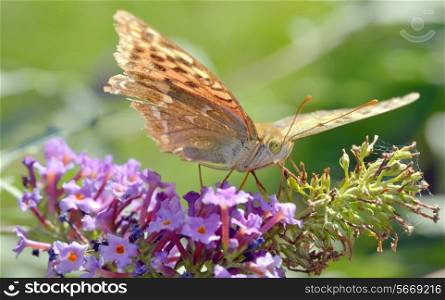 Agraulis vanillae butterfly in autumn time