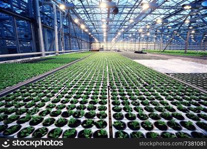 agribusiness greenhouse seedling spring