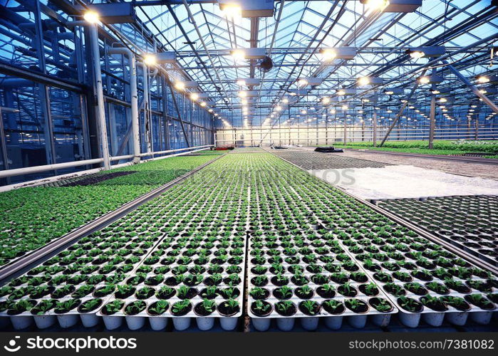 agribusiness greenhouse seedling spring