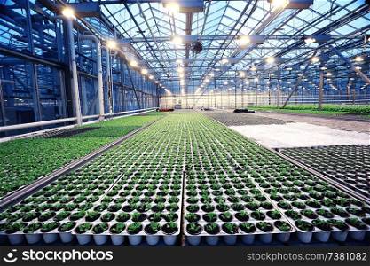 agribusiness greenhouse seedling spring