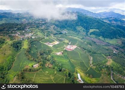 agricultural area farmland of green tea planter on the mountain chiang rai thailand aerial view from drone