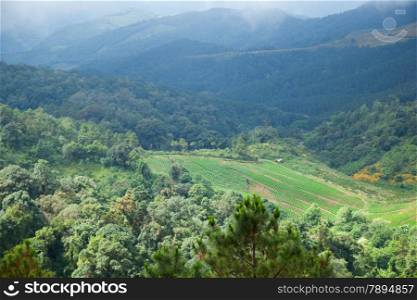 Agricultural areas in the mountains. Mountain forest Massively tree cover