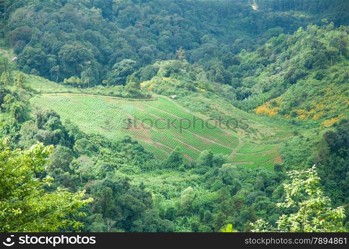 Agricultural areas in the mountains. Mountain forest Massively tree cover