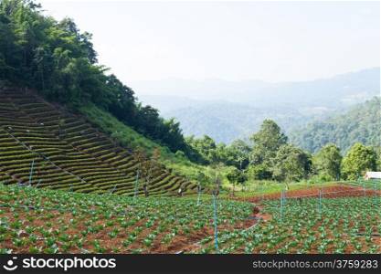 Agricultural areas in the mountains With cold weather And the use of forest areas for planting.