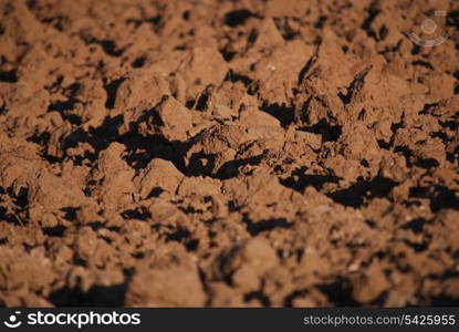 agricultural background (NIKON D80; 6.7.2007; 1/250 at f/6.3; ISO 100; white balance: Auto; focal length: 500 mm)