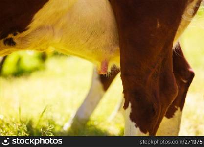 Agricultural, breeding animals, ecological farming concept. Detailed closeup of cow udder, outdoor shot on green grass.. Detailed closeup of cow udder