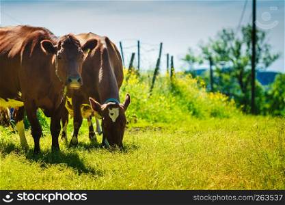 Agricultural, breeding animals, ecological farming concept. Wild cows graze on green meadow field.. Cows graze on green meadow field.