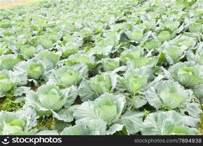 Agricultural cabbage. Cabbage acreage planted in the soil in the mountains. There are a lot of cabbage planted.