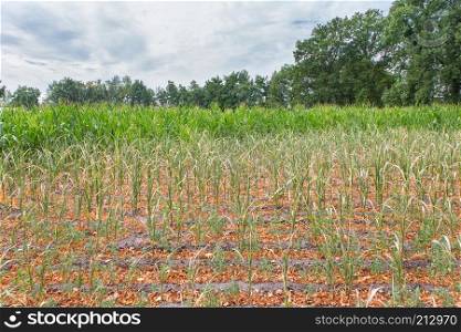 Agricultural damage drought in corn plants that dry out in summer
