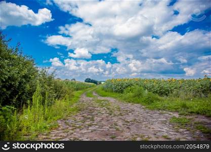 Agricultural dirt road between the yellow fields overlooking the sky. Agricultural dirt road