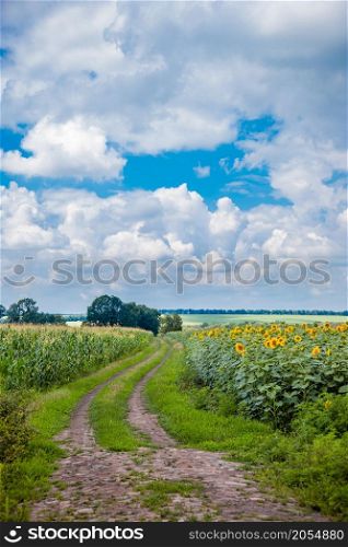 Agricultural dirt road between the yellow fields overlooking the sky. Agricultural dirt road