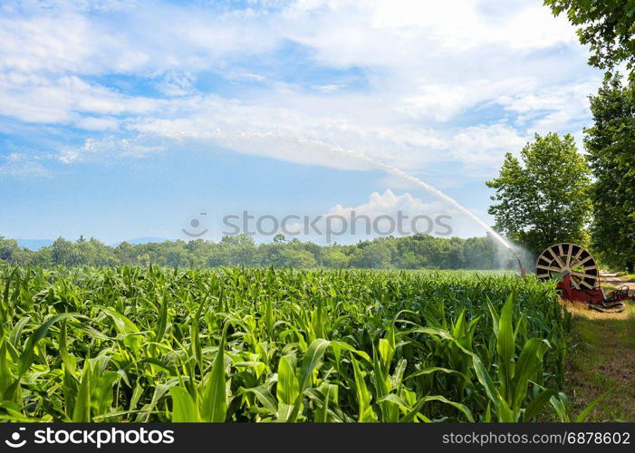 Agricultural equipment. Equipment pumping water on field of corn.Water sprinkler