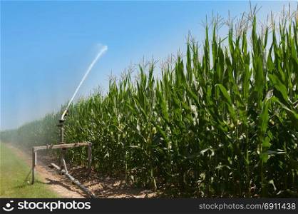 Agricultural equipment. Equipment pumping water on field of corn.Water sprinkler