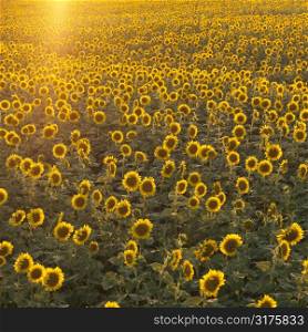 Agricultural field of sunflowers.