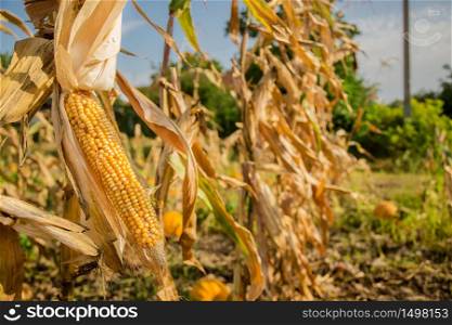 Agricultural field on which grow and change the color of ripe corn. Photo taken closeup with a small depth of field. Autumn season.. Agricultural field on which grow and change the color of ripe corn.