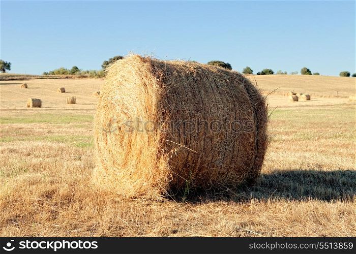 Agricultural field on which lie a straw stack