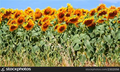 Agricultural field with blooming yellow sunflowers by summertime. Provence in France.. Field of blooming sunflowers, Provence France.