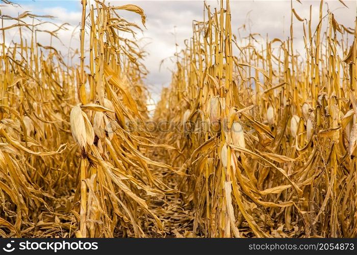 agricultural field with cornagricultural field with corn, harvesting. yellow field.. agricultural field with corn