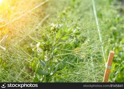 Agricultural field with flowering peas. Gardening background with green plants. Growing peas in the country garden. A bush with green peas. Green pea pods.
