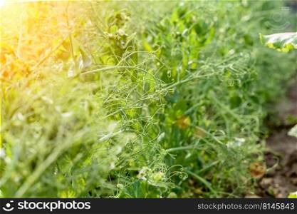 Agricultural field with flowering peas. Gardening background with green plants. Growing peas in the country garden. A bush with green peas. Green pea pods.