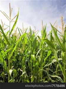 agricultural field with green corn in late spring or early summer, green beautiful plants large yield in Sunny weather, young corn field, sweet food corn. agricultural field with green corn