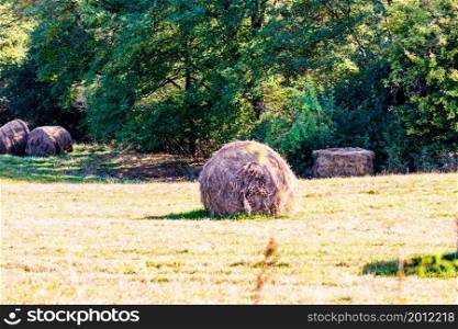 Agricultural field with haystacks, stack of round hay bales. Hay balls on a field.