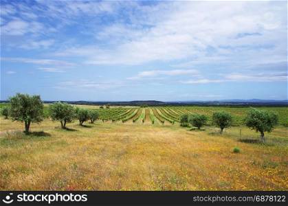 Agricultural fields, Alentejo region, Portugal