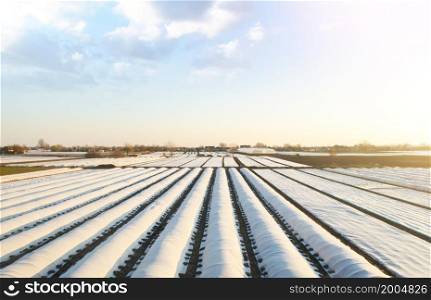 Agricultural fields covered with a protective coating against bad cold weather. Spunbond agrofibre. Using new methods technologies of growing and caring for crop. Early sowing campaign. Greenhouse