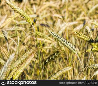 agricultural fields with fresh ripened dry cereals that ripen to harvest grain, eastern Europe. agricultural fields eastern Europe