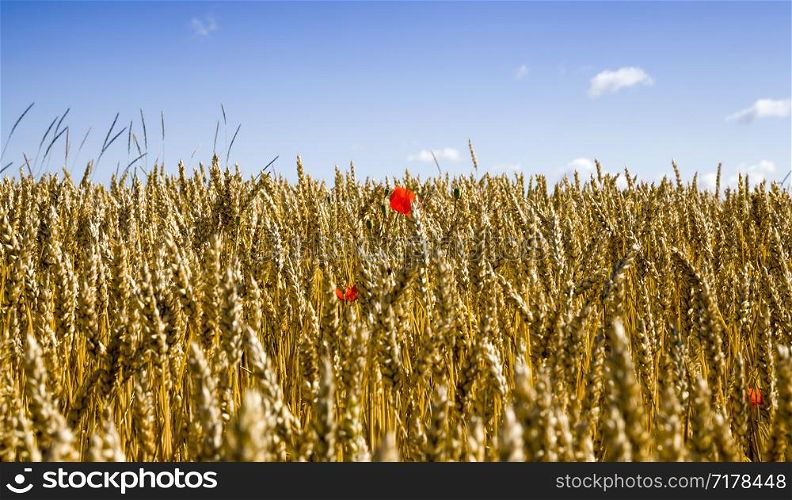 agricultural fields with fresh ripened ears of wheat, among which grows red poppies flowers. red poppies flowers