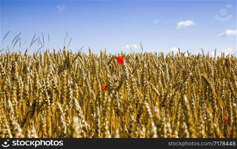 agricultural fields with fresh ripened ears of wheat, among which grows red poppies flowers. red poppies flowers