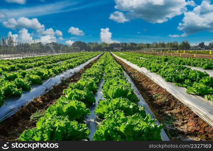 Agricultural industry. Growing salad lettuce on field with blue sky