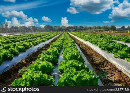 Agricultural industry. Growing salad lettuce on field with blue sky