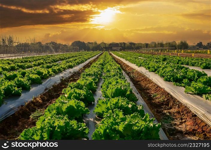 Agricultural industry. Growing salad lettuce on field with sunset