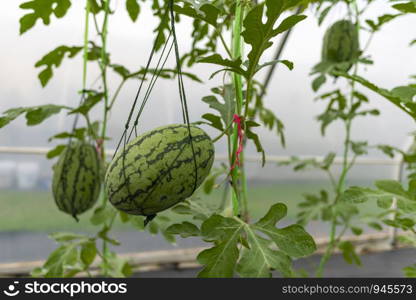 Agricultural industry of watermelon cultivation in greenhouses