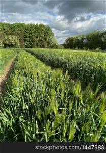 Agricultural land with a crop of barley in the countryside of North Yorkshire in the United Kingdom