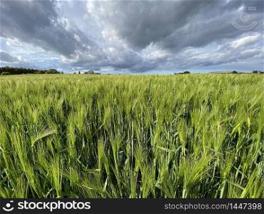 Agricultural land with a crop of barley in the countryside of North Yorkshire in the United Kingdom.