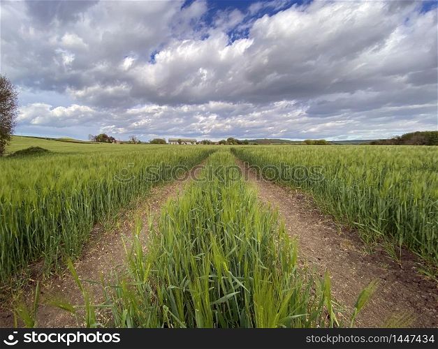 Agricultural land with a crop of barley in the countryside of North Yorkshire in the United Kingdom.