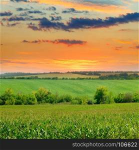 Agricultural landscape. Corn field and sun rise on blue sky.