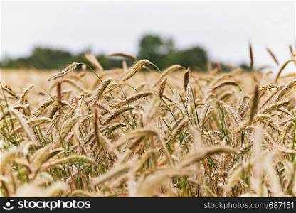 Agricultural landscape - ears of cereal in a field on a cloudy sky background in summer