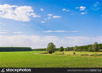 Agricultural Landscape, field corn and hay bales