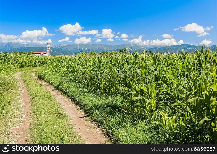 Agricultural landscape. Field of corn, country road ,mountains and blue sky with clouds.