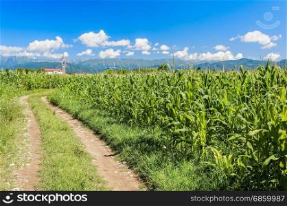 Agricultural landscape. Field of corn, country road ,mountains and blue sky with clouds.