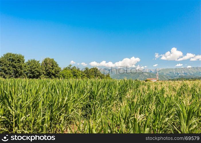 Agricultural landscape. Field of corn, in background mountains and belfry against blue sky with clouds.
